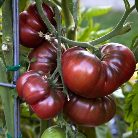 Graines de Tomate Noire de Crimée - Le Comptoir des graines