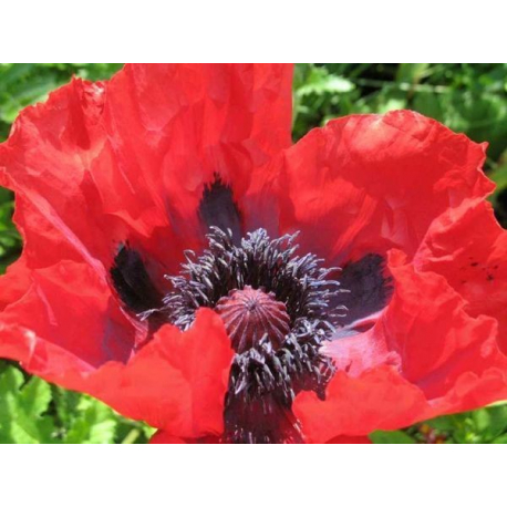 Acheter des graines de Pavot d'orient – coquelicot. 5 variétés à