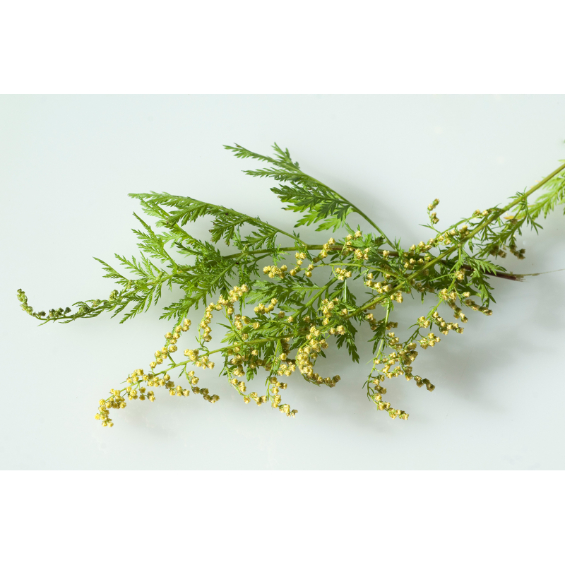 Graines de Artemisia annua - Le Comptoir des Graines